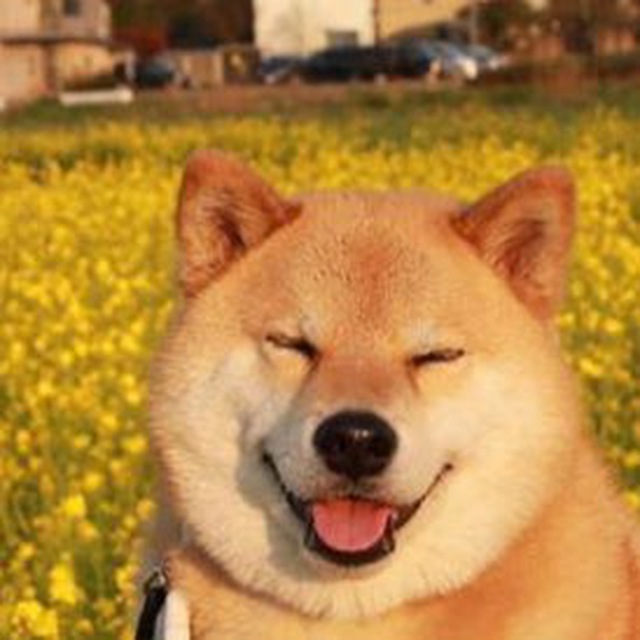 Shiba pfp